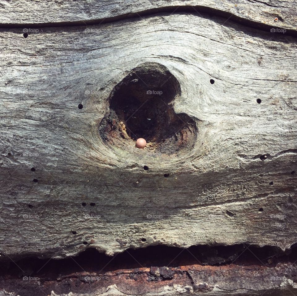 Heart in the wild spider egg