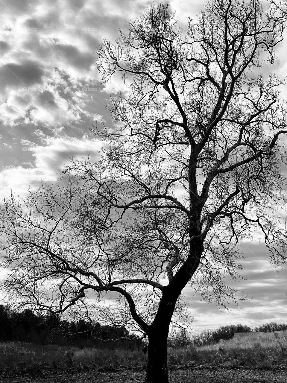 A sycamore tree bare of leaves in the winter