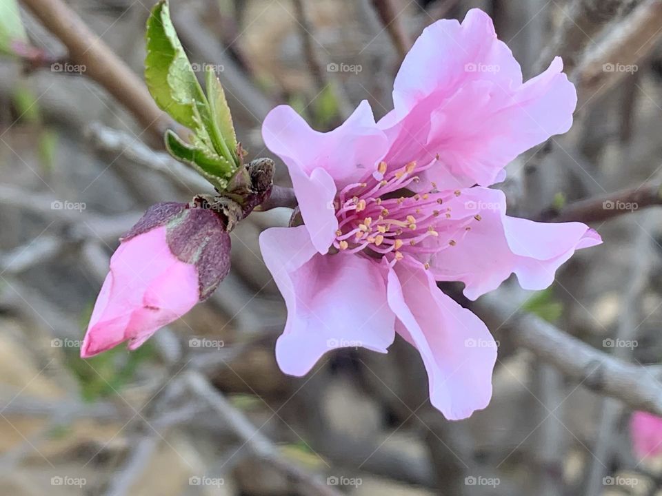 Peach flower and bud with new leaf blooming