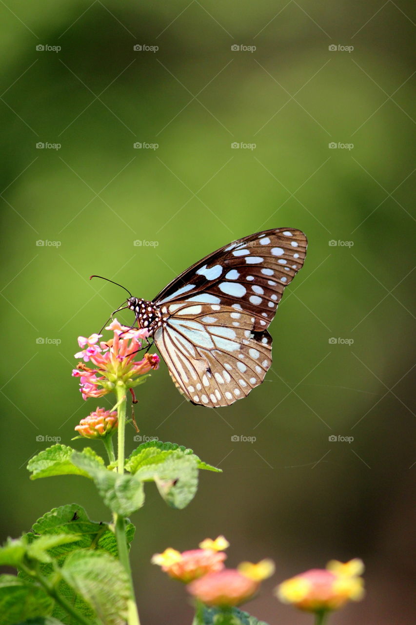 blue tiger is one of the finest butterfly in indian subcontinent.