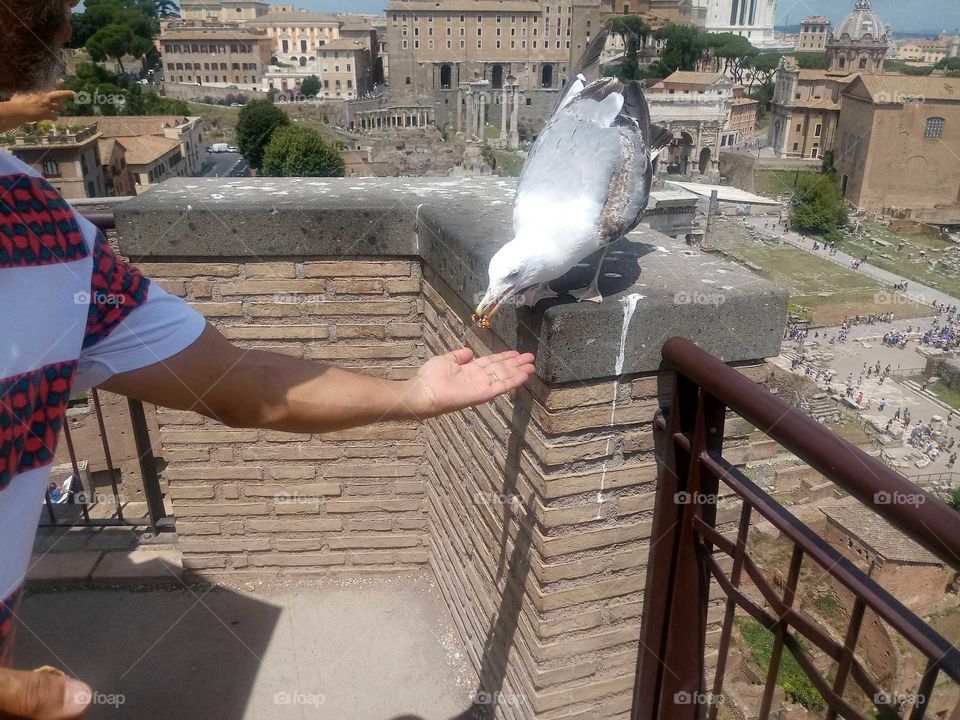 Roman bird