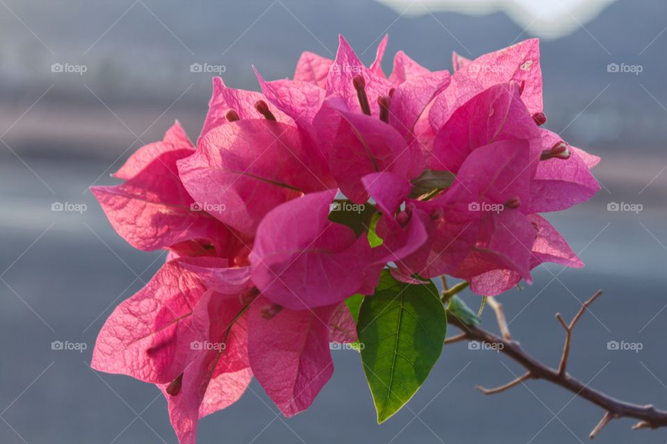 Bougainvillea