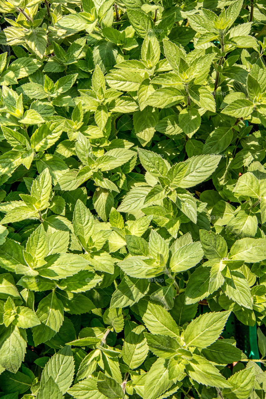 Full frame of mint Lemon plants