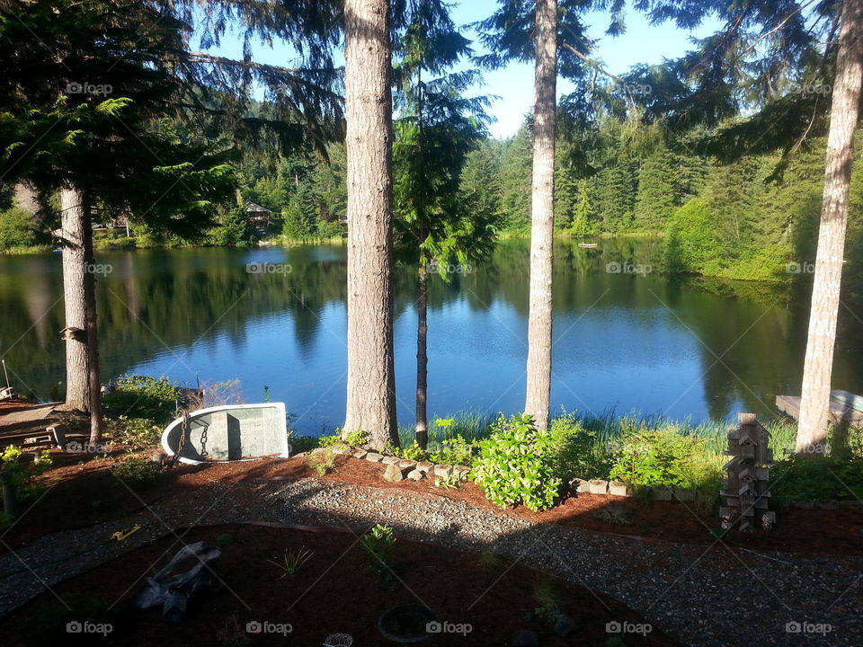 beautiful green back yard