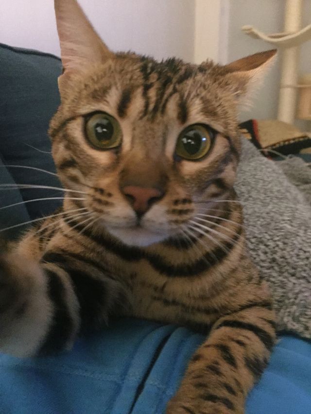Bengal cat 