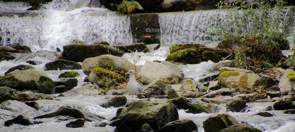 seagull on the lookout in front of a waterfall