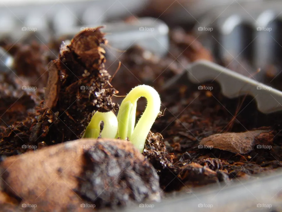 plant