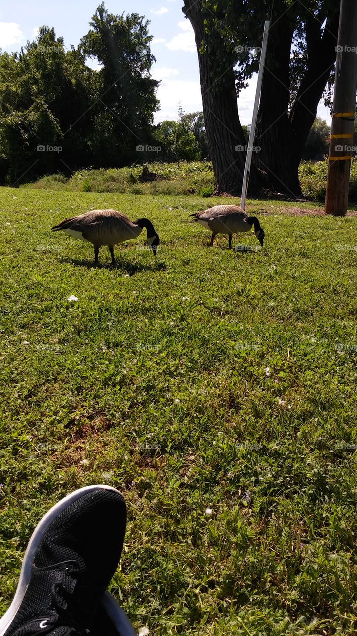 relaxing at the park