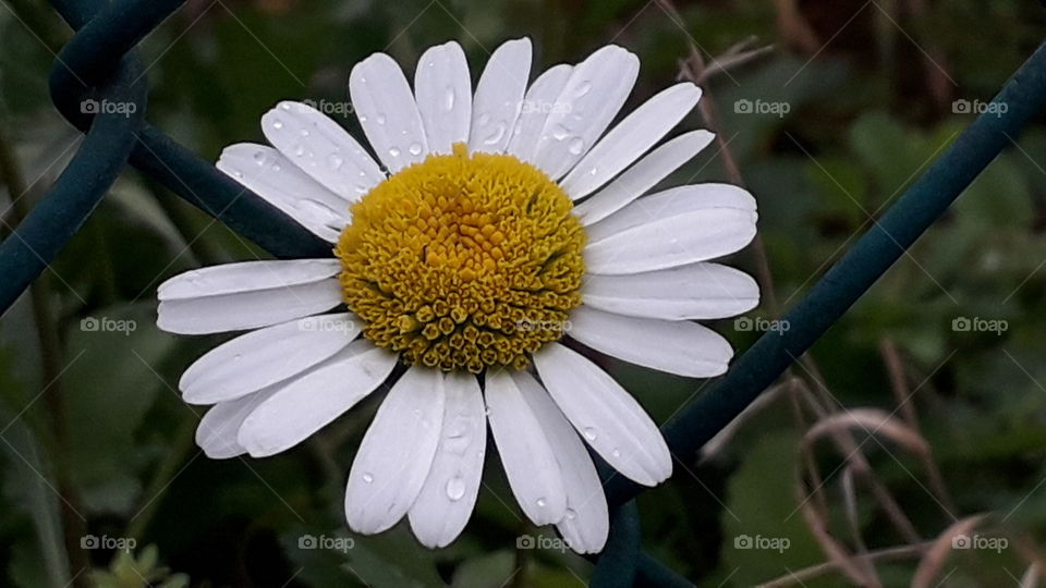 raindrops on the daisy