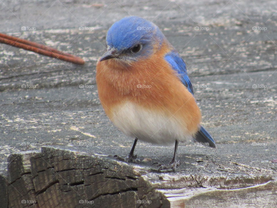 Bird, Wildlife, Nature, Animal, No Person