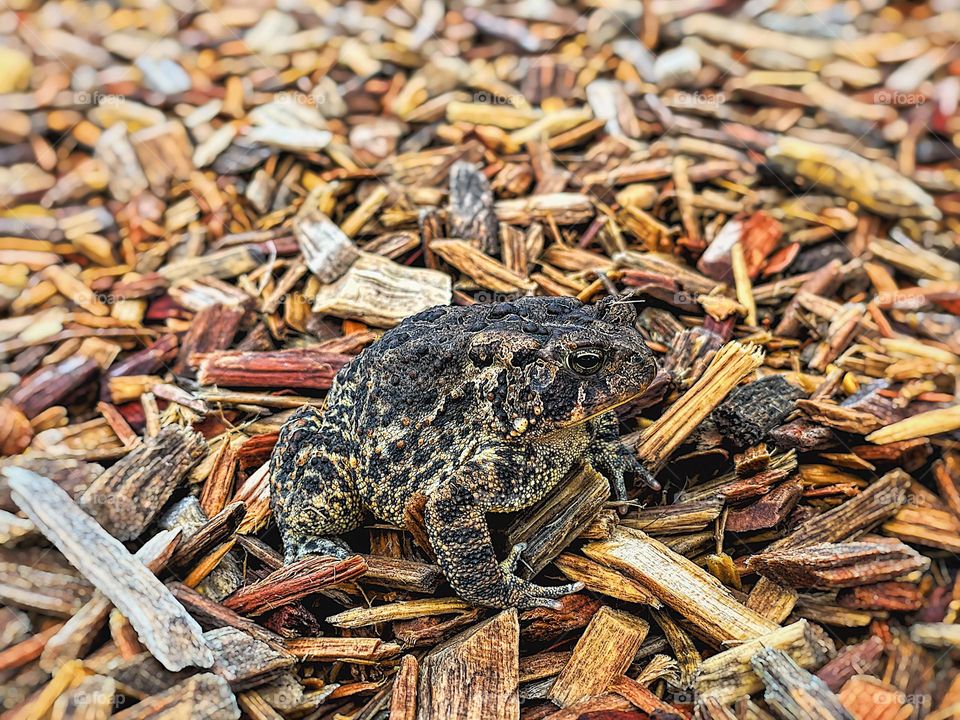 Toad on a playground, toad trying to blend in, hiding in plain sight, toadally cool, trying to hide, hide and seek, animals of the year, toads in Ohio, unusual candidates for animal of the year, silly toad, bumpy skin on a toad, close up of a toad