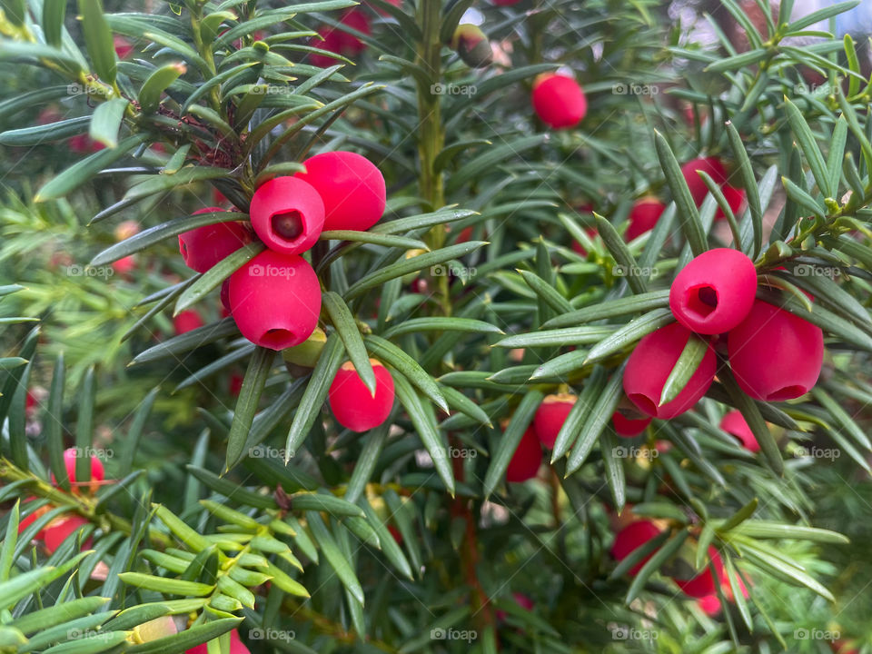 Yew berries close-up.