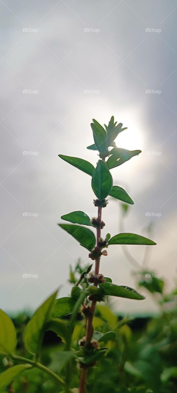 it's so hot, plant,sun