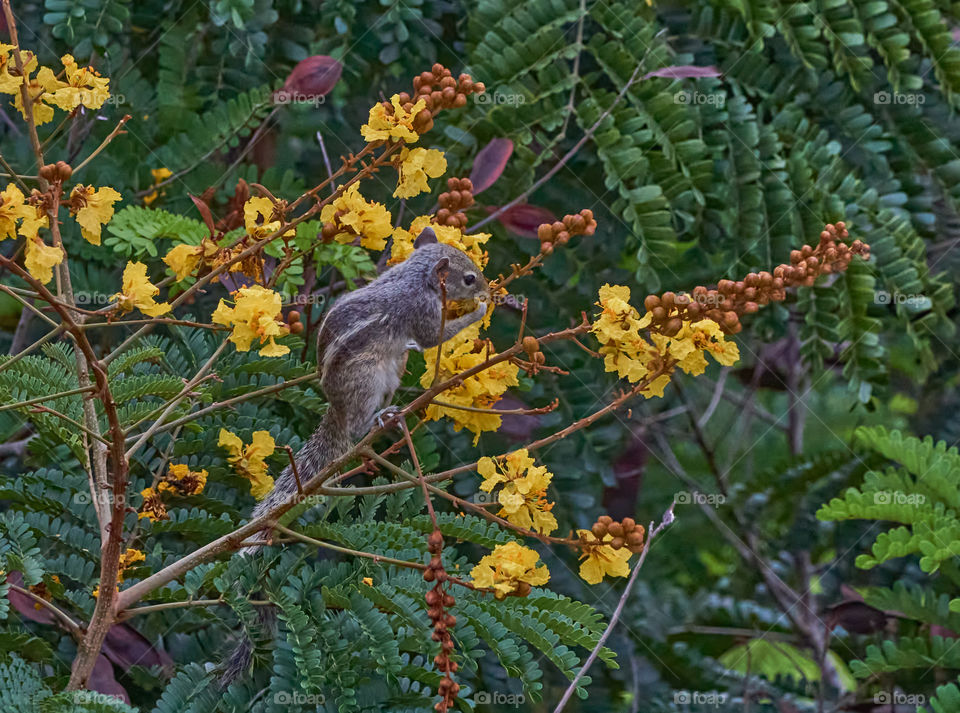 Animal photography - Behaviour - Squirrel - Yellow flamboyant flower