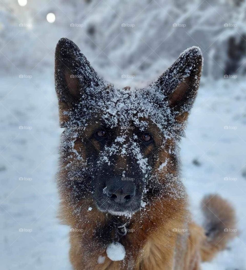 Cute pup german shephard with snowy face in winter time, looks straight at camera