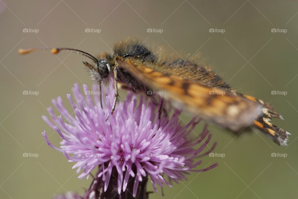 Butterfly feeding on flower