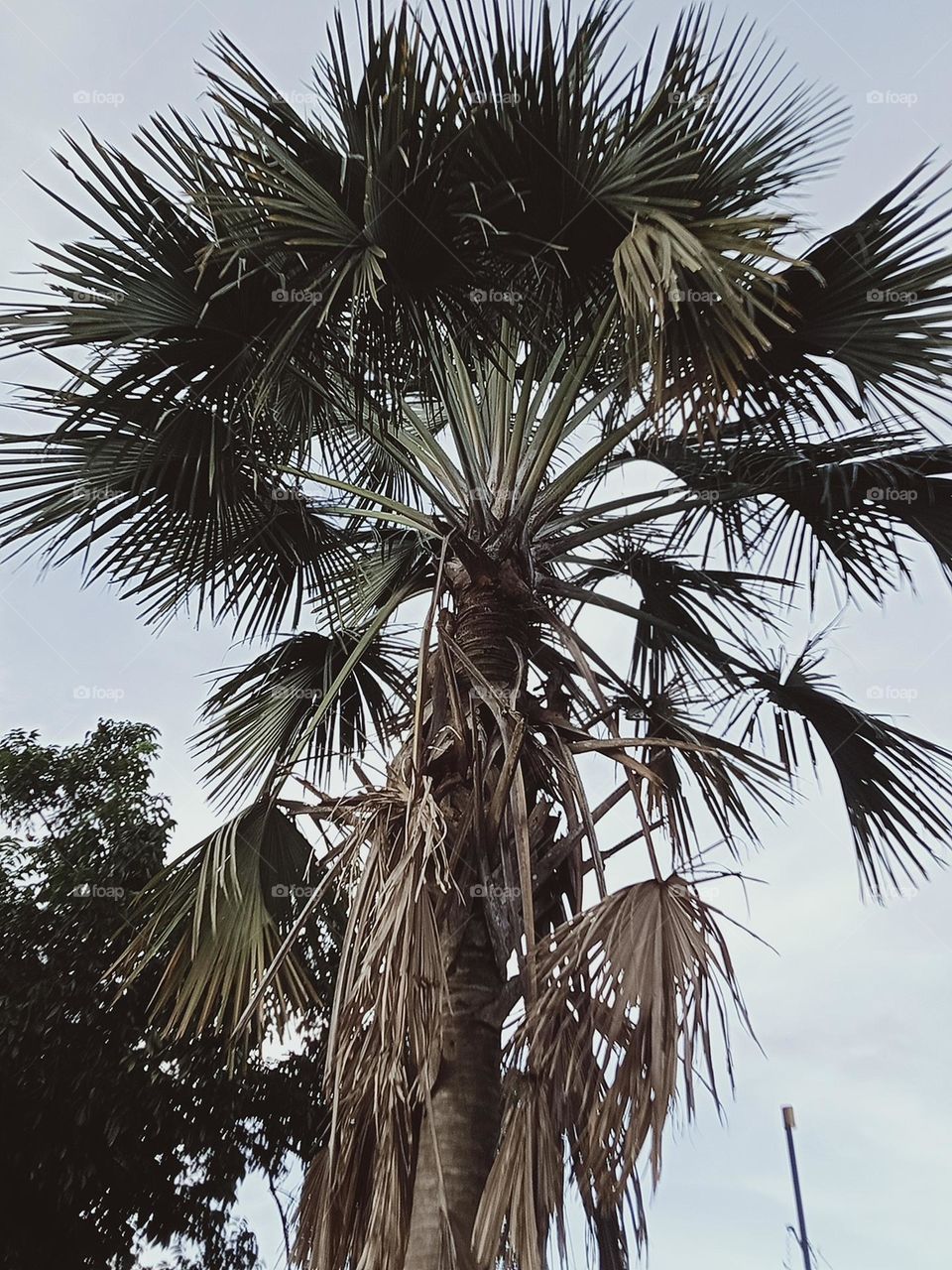 One of the many kinds Palmera in Philippines