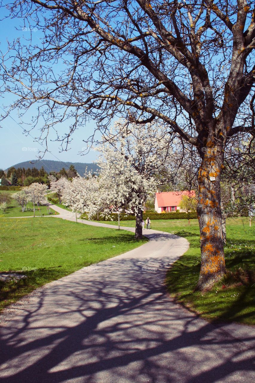Shadow of the tree is reflected on the road. Green grass matches white flowers on the trees. Perfect spring in Labaroche!
Labaroche, France