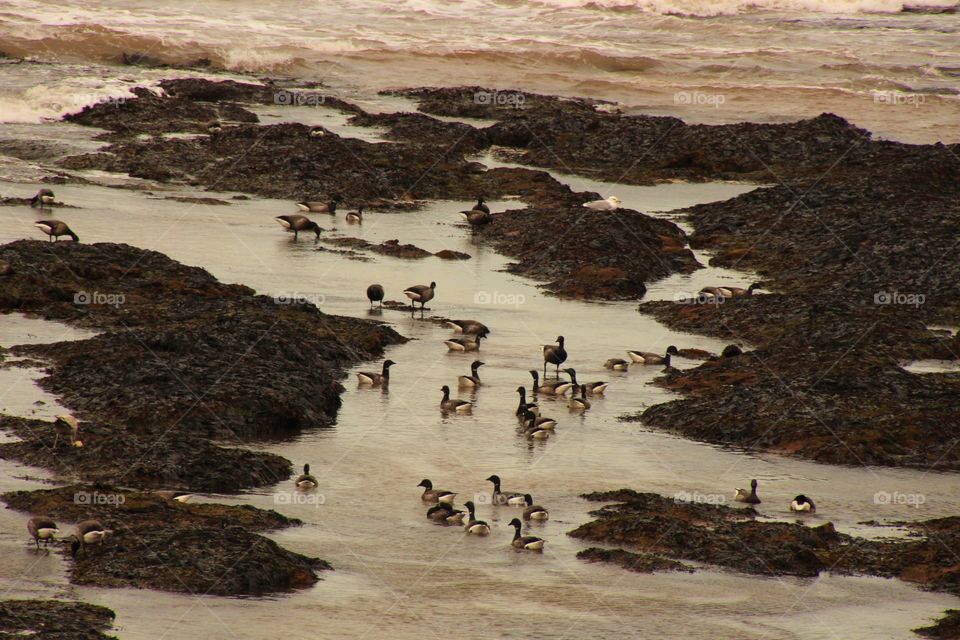 Brent geese gathering prior to their return to the arctic