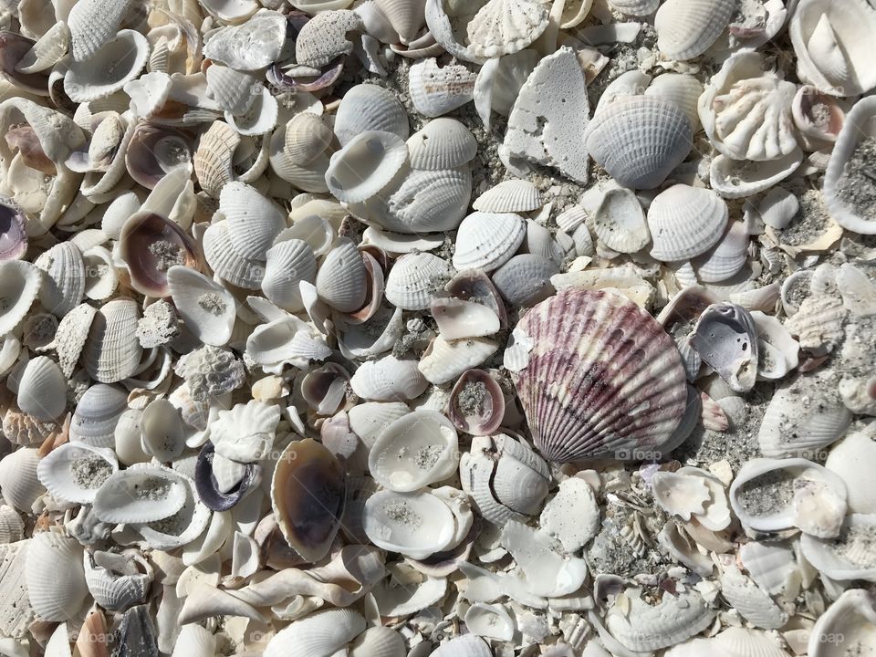Shells
