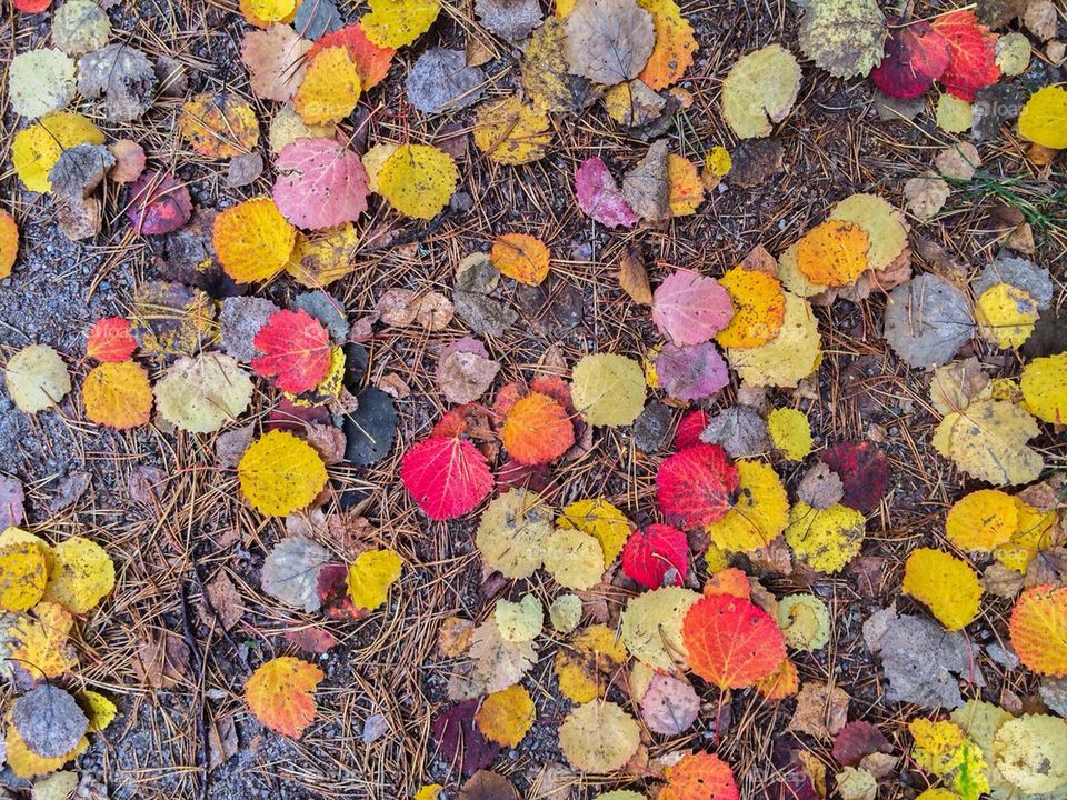 High angle view of autumn Leafs