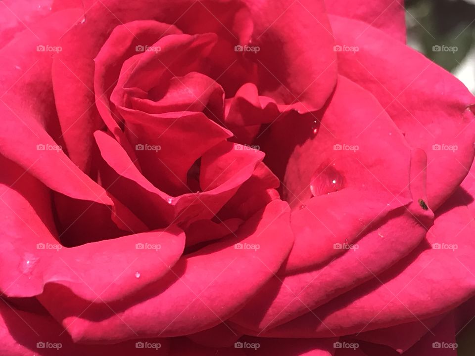 Close up of a pink rose 