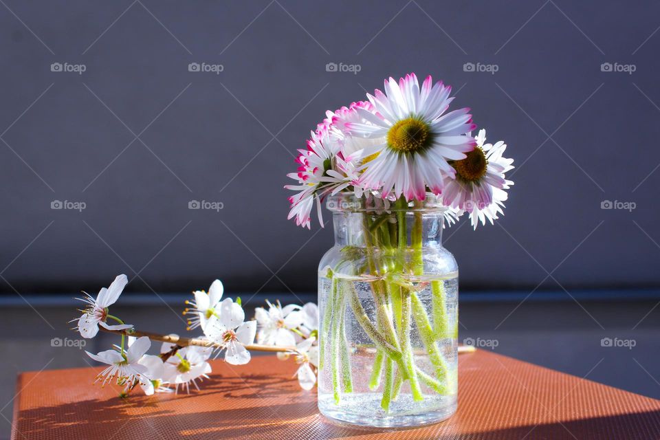 Close up of small glass vase with first spring flowers.  White daisy flowers.  Light-shadows