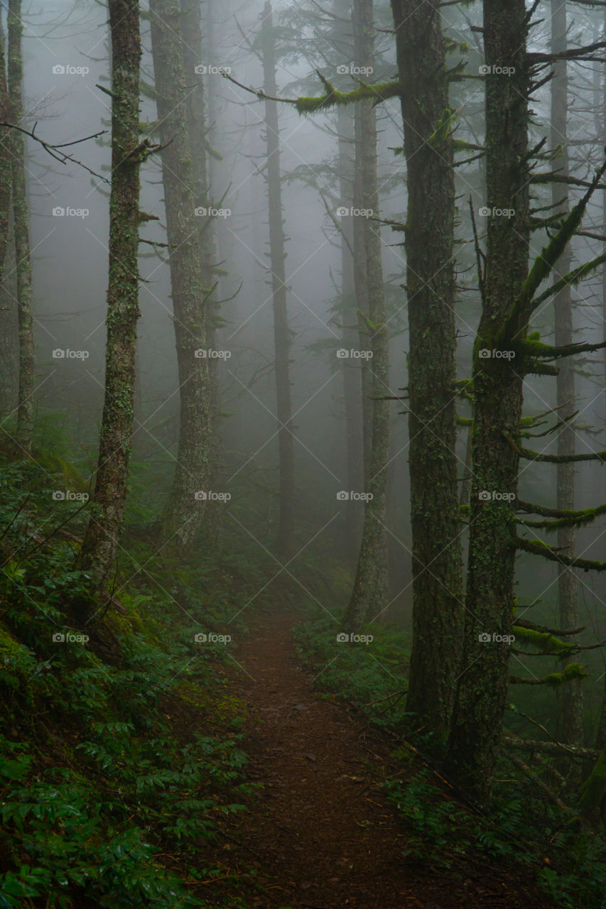 Foggy descent down the mountain