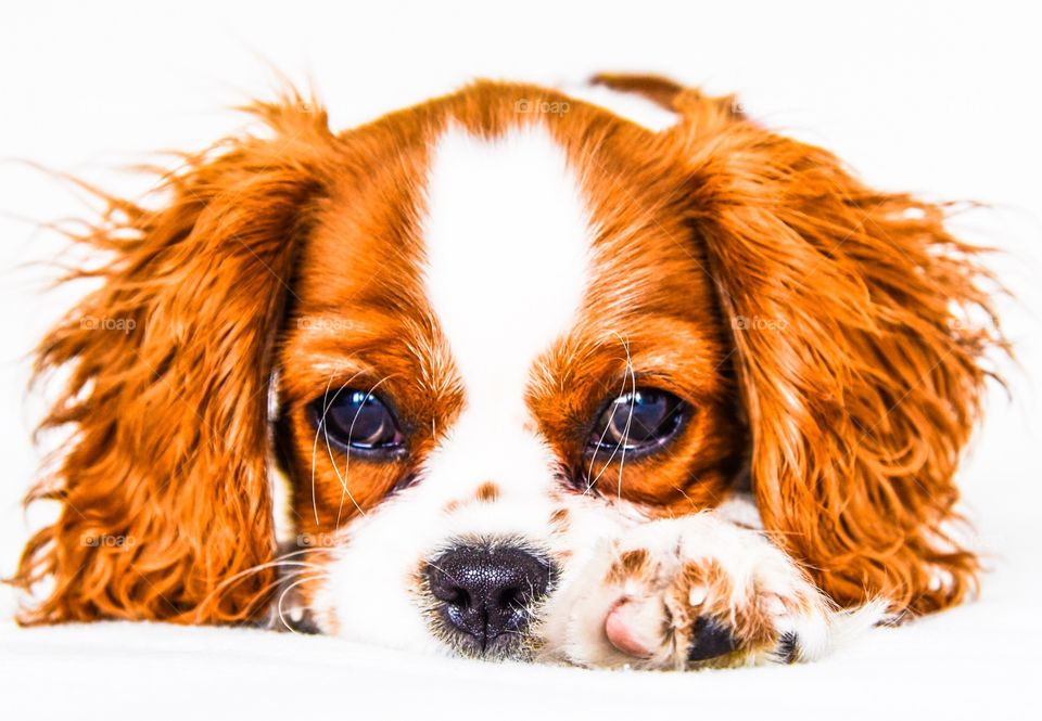 Cavalier King Charles Spaniel. Cavalier King Charles Spaniel