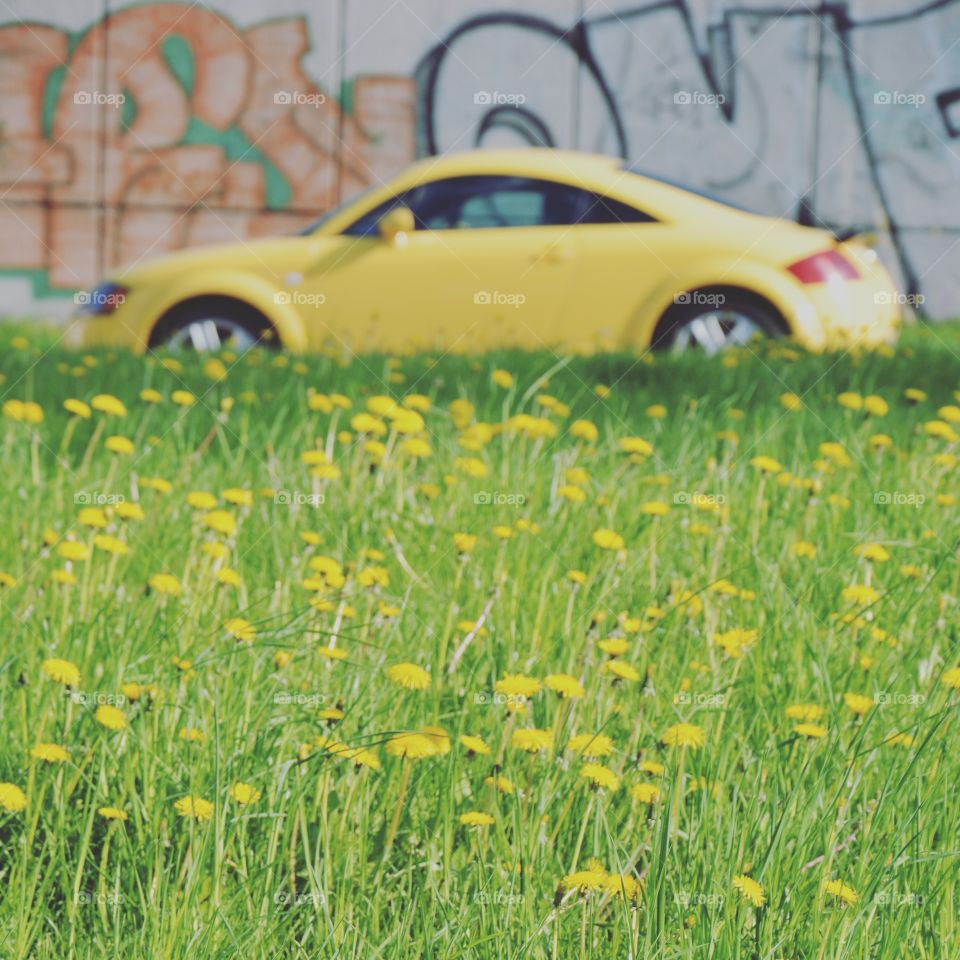 Dandelions and car