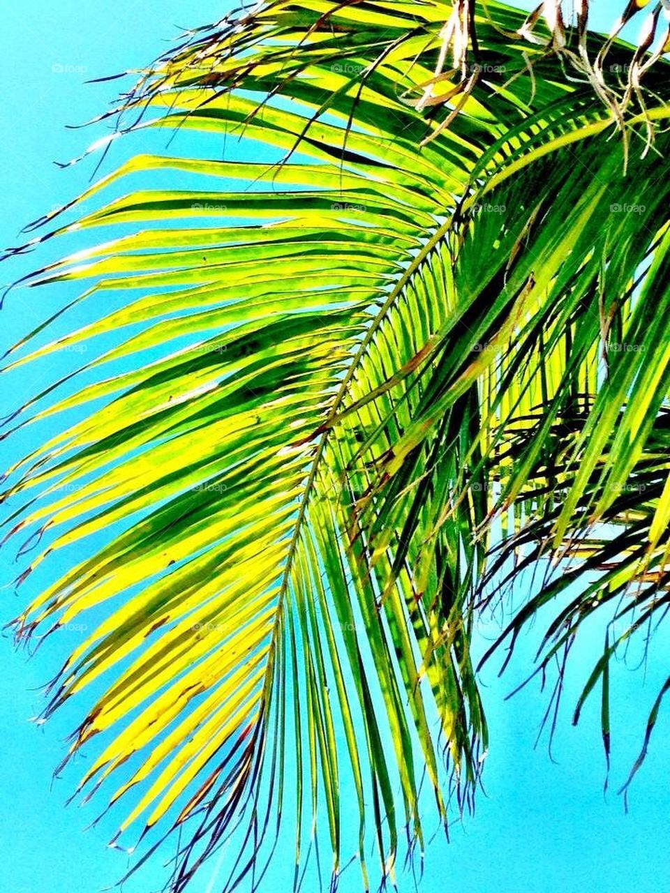 Palm Tree Colors