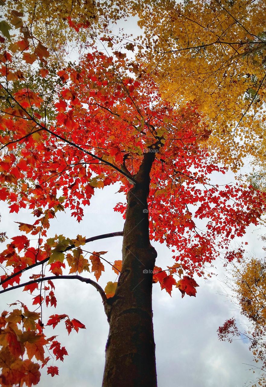 Looking up toward the cloudy gray sky through the branches of a tree with red pink autumn leaves that glow from beneath in the forest during the day in Michigan