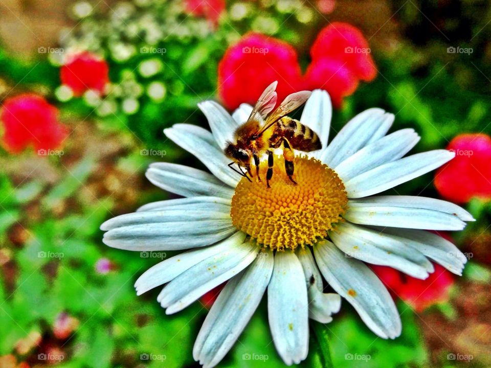 Bee on flower