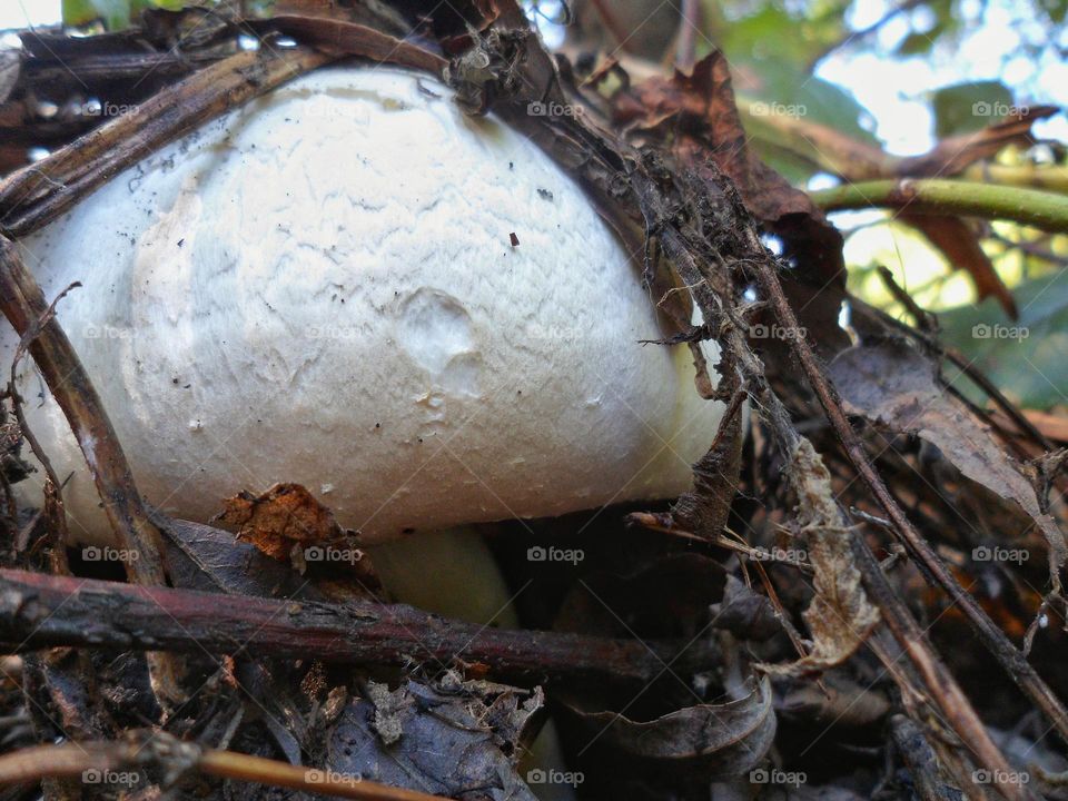 champignon mushroom