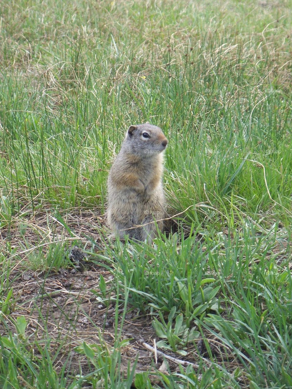 prairie dog standing