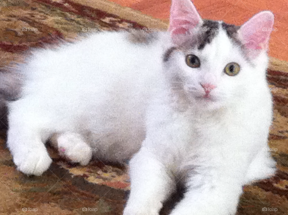 cats kittens by dodgercraz