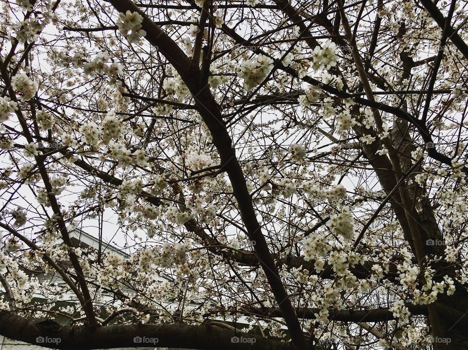 Tree in full spring bloom. Ohio 2017