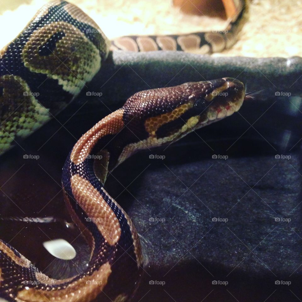 My sweet baby, pall python, named Angel.