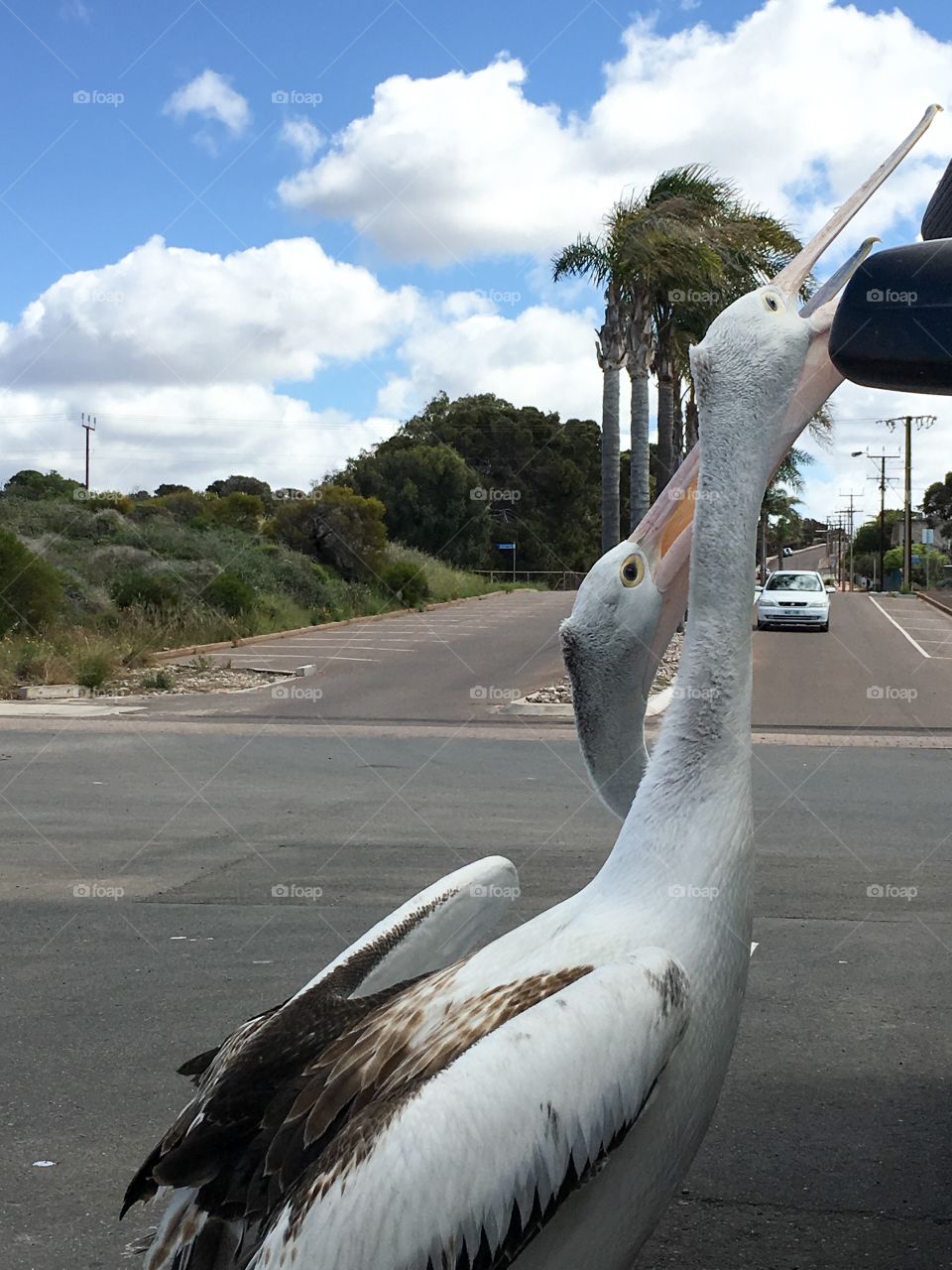 Two Pelicans begging for food from people in parked car at beach in Australia
