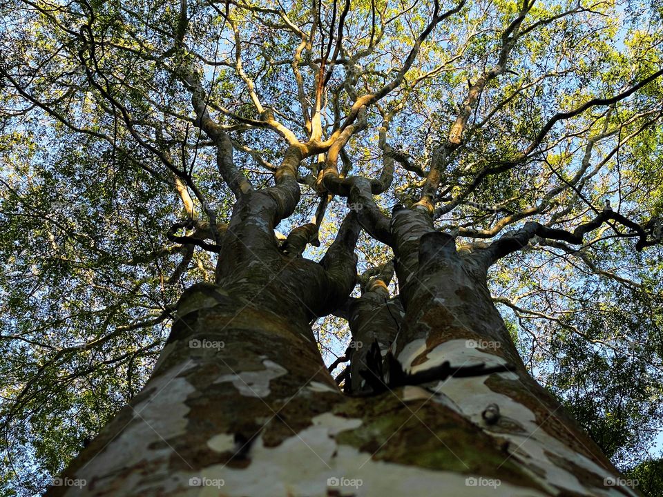 big old tree