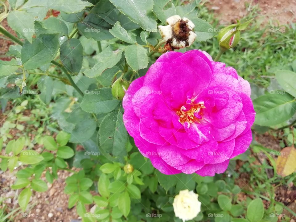 If you are crazy for flowers.. Here you go.. Enjoy 🌺🌼🌻🌹🏵️💮