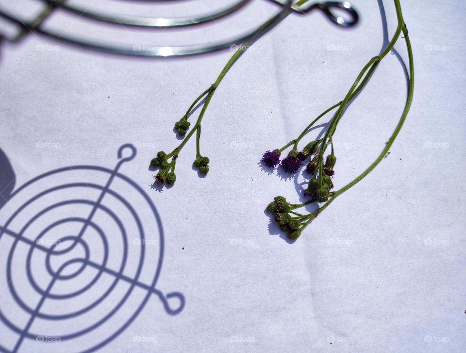 Circle shaped shadows