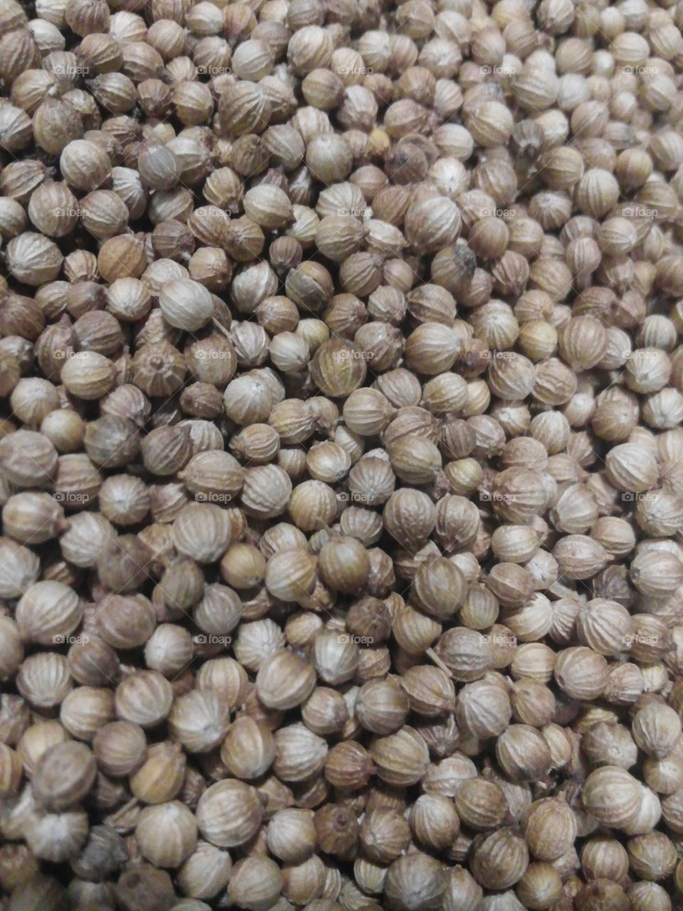 Coriander