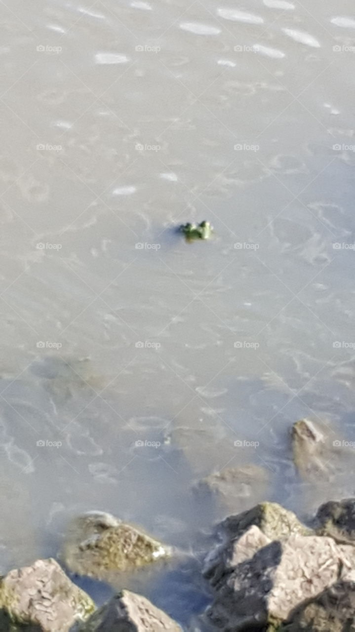 frog in a pond