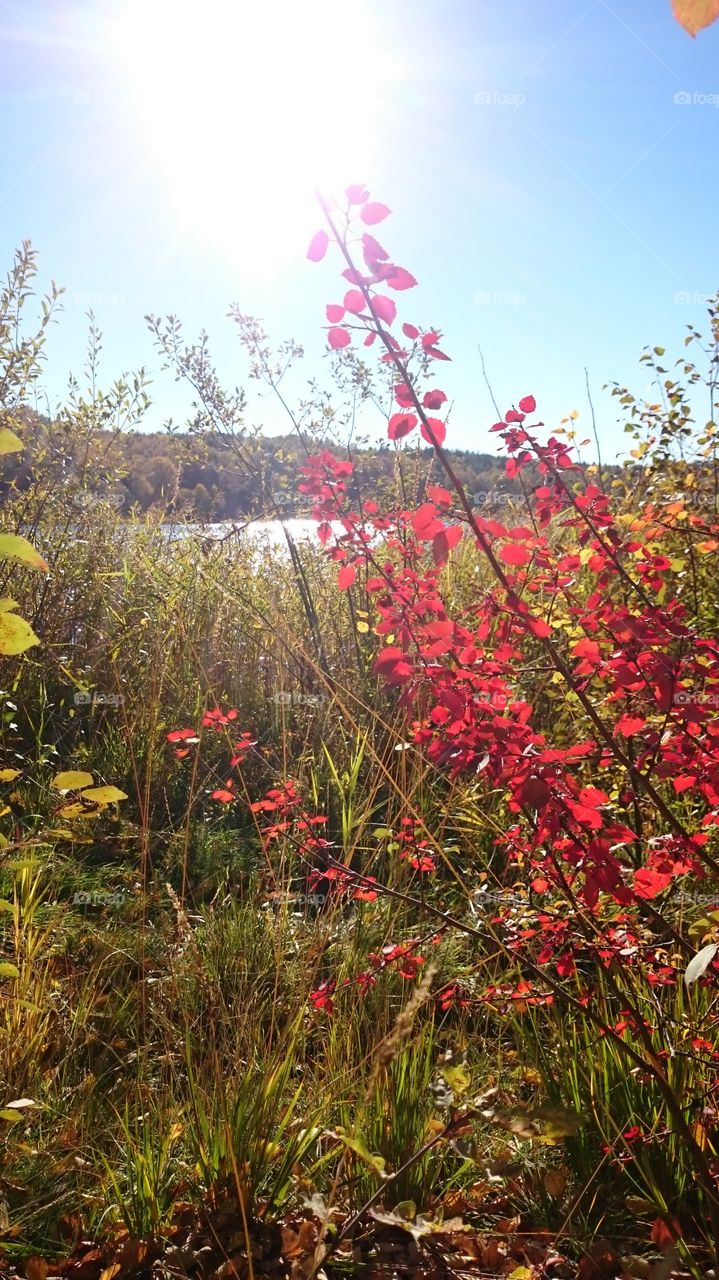 Red tree. Red little tree v