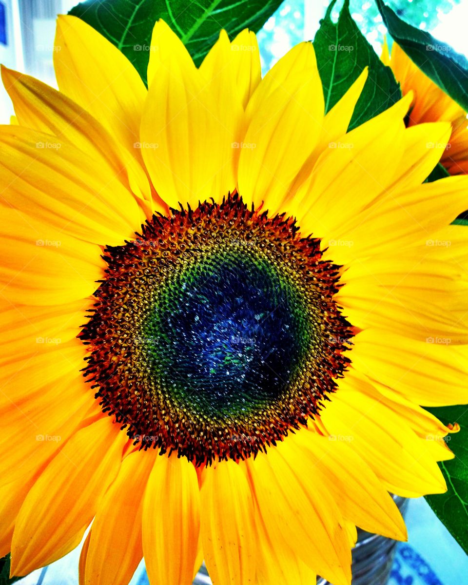 Rainbow colored sunflower