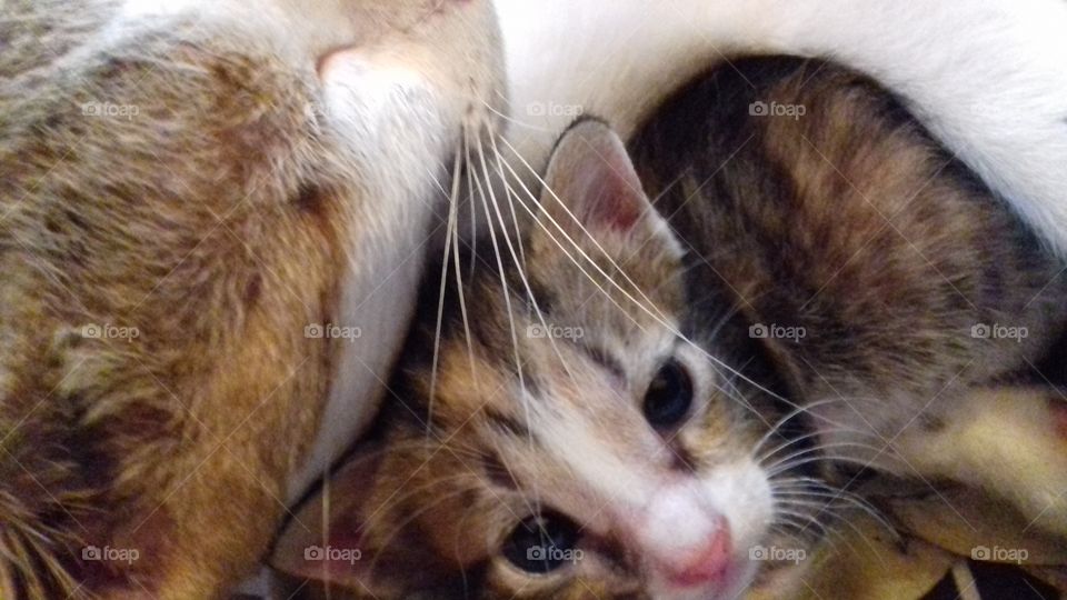 little baby cat with its mam cat