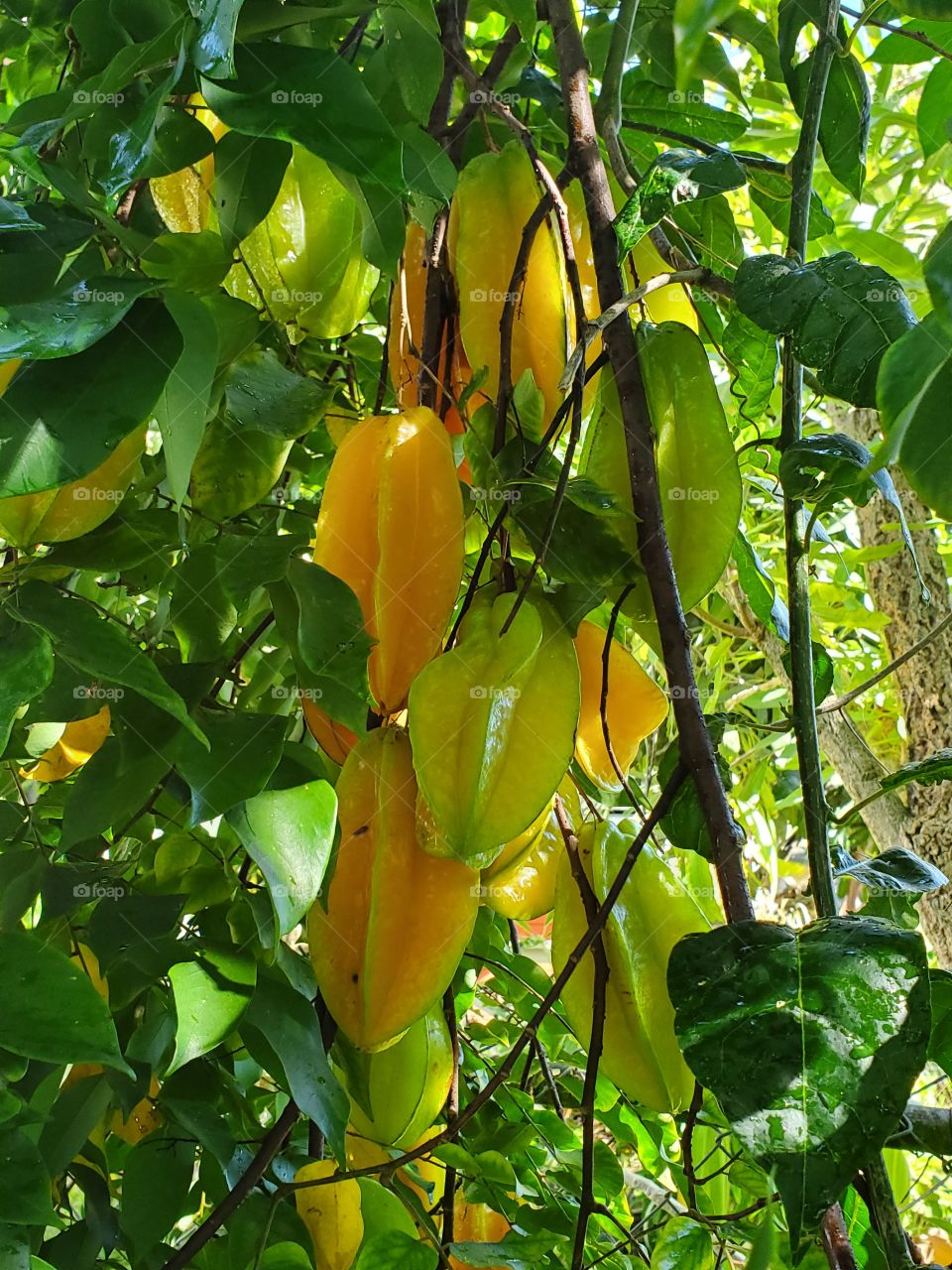 starfruits
