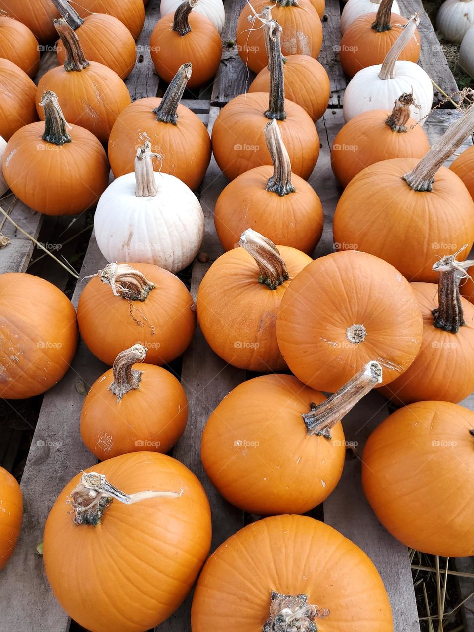 Orange and white pumpkins!