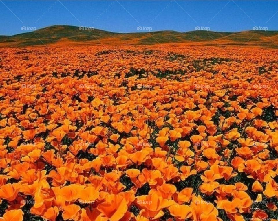 😲😲😲🏵️🏵️🏵️💗💗💗